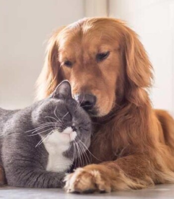 Logotipo del grupo Amantes de las mascotas